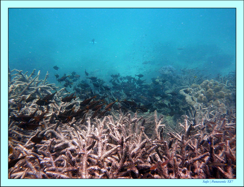 2011 - 03 - Koh Kradan 043